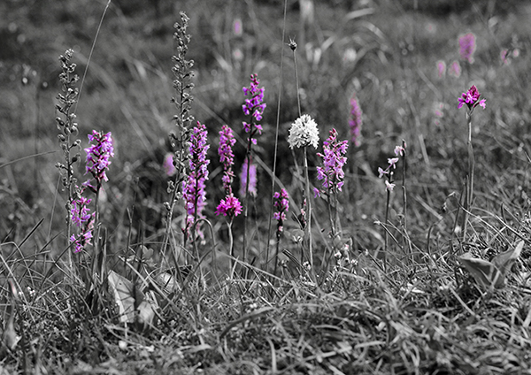 Anacamptis pyramidalis var. albiflora